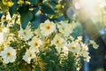 yellow petunia. Petunia Atkinsiana or common garden petunia is bright yellow in color and very beautiful in spring