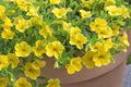 Yellow Petunia (Petunia) flowers Royalty Free Stock Photo