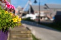 Yellow petunias in a flower box at Belfast Maine