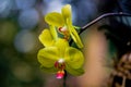 The yellow Phalaenopsis aphrodite Royalty Free Stock Photo