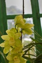 Yellow phalaenopsis or Moth dendrobium Orchid flower . yellow Orchids  on blur background. butterfly orchids. Closeup Royalty Free Stock Photo