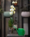 Yellow Phalaenopsis, Moth orchid flowers in the pot Royalty Free Stock Photo