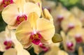 Yellow phalaenopsis orchid flower Royalty Free Stock Photo