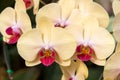 Yellow phalaenopsis orchid flower Royalty Free Stock Photo