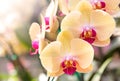 Yellow phalaenopsis orchid flower Royalty Free Stock Photo
