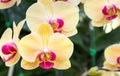 Yellow phalaenopsis orchid flower Royalty Free Stock Photo