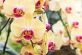 Yellow phalaenopsis orchid flower Royalty Free Stock Photo