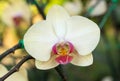 Yellow phalaenopsis orchid flower Royalty Free Stock Photo