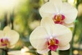 Yellow phalaenopsis orchid flower Royalty Free Stock Photo