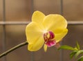 A yellow phalaenopsis orchid flower growing beautiful Royalty Free Stock Photo