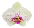 Yellow phalaenopsis orchid flower isolated on white Royalty Free Stock Photo