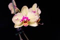 Yellow phalaenopsis orchid flowers isolated on a black background Royalty Free Stock Photo