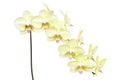 Yellow Phalaenopsis Orchid Flowers Isolated on White Background Royalty Free Stock Photo