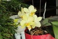 A Yellow Phalaenopsis Orchid With Flowers and Buds Growing in a Pink Pot Royalty Free Stock Photo