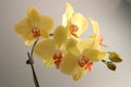 Yellow Phalaenopsis Orchid with Pink Center