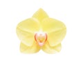 Yellow phalaenopsis orchids blooming isolated on white background with clipping path, natural ornamental plants