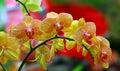 Yellow phalaenopsis orchids