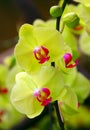 Yellow phalaenopsis orchids in greenhouse