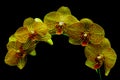 Yellow phalaenopsis orchids with red stripes against black background