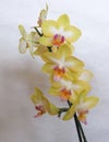 Yellow Phalaenopsis Sweet Shiny girl in bloom