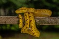 Yellow-phase Green Tree Python perched on a tree Royalty Free Stock Photo