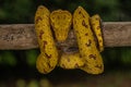 Yellow-phase Green Tree Python perched on a tree Royalty Free Stock Photo