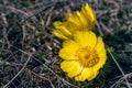 Yellow pheasant\'s eye or Adonis vernalis flower in nature Royalty Free Stock Photo