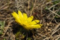 Yellow pheasant\'s eye or Adonis vernalis flower in nature Royalty Free Stock Photo