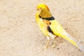 Yellow pheasant standing on the ground Royalty Free Stock Photo