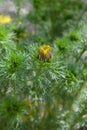 Yellow pheasants eye