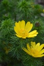 Yellow pheasants eye