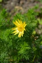 Yellow pheasants eye