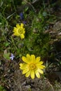 Yellow pheasants eye