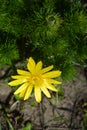 Yellow pheasants eye