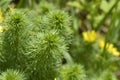 Yellow pheasants eye