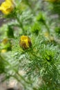 Yellow pheasants eye