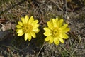 Yellow pheasants eye