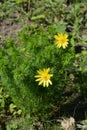 Yellow pheasants eye