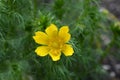 Yellow pheasants eye