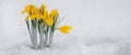 yellow phlox in the snow, early spring flowers Royalty Free Stock Photo