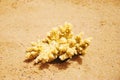 Yellow piece of coral on the sunny sea sand Royalty Free Stock Photo