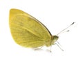 Yellow Pieridae butterfly Royalty Free Stock Photo