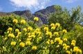 Yellow Pincushion Flower Royalty Free Stock Photo