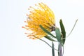Yellow pincushion protea closeup. Leucospermum conocarpodendron Royalty Free Stock Photo