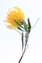 Yellow pincushion protea closeup. Leucospermum conocarpodendron Royalty Free Stock Photo