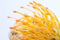 Yellow pincushion protea closeup. Leucospermum conocarpodendron