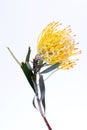 Yellow pincushion protea closeup. Leucospermum conocarpodendron