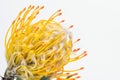 Yellow pincushion protea closeup. Leucospermum conocarpodendron Royalty Free Stock Photo