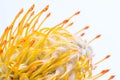 Yellow pincushion protea closeup. Leucospermum conocarpodendron