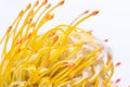 Yellow pincushion protea closeup. Leucospermum conocarpodendron Royalty Free Stock Photo